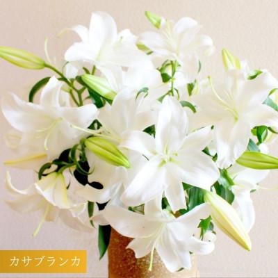 ふるさと納税 津南町 [規格外品]カサブランカ(5本束×1セット)
