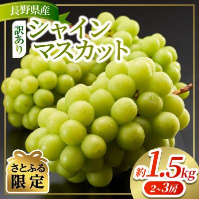 ふるさと納税 塩尻市 [長野県産]訳あり シャインマスカット 約1.5kg!!(2〜3房) 令和8年産 [さとふる限定]