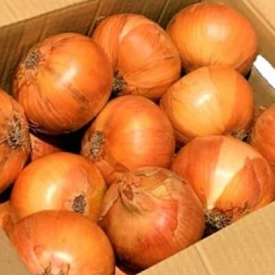 ふるさと納税 平戸市 [産地直送!]うまか吊り玉ねぎ 約8kg