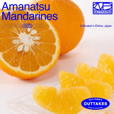 ふるさと納税 八幡浜市 [OUTTAKES]訳あり 甘夏5kg 愛媛県産 EHIME Amanatsu[99-4]