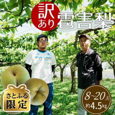 ふるさと納税 下條村 [さとふる限定][訳あり]雹害果実キズあり旬梨 約4.5kg(8〜20玉入り)