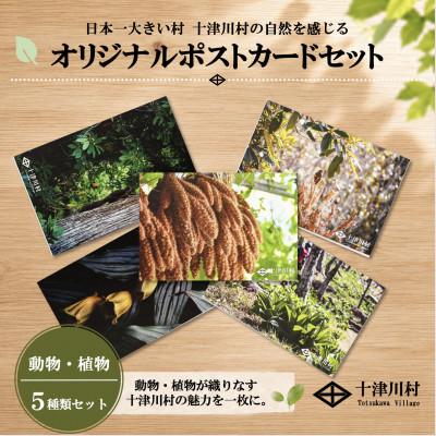 ふるさと納税 十津川村 [ふるさと納税限定]十津川村風景ポストカードセット 5枚入り 動物・植物