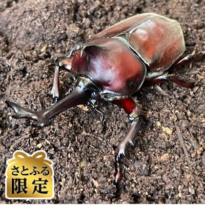 ふるさと納税 十日町市 [さとふる限定]国産カブトムシ 飼育セット(オスメスペア)