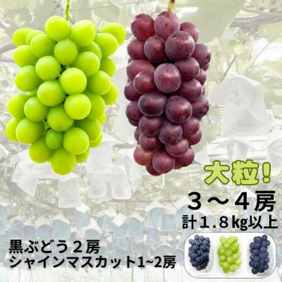 ふるさと納税 和泉市 [先行受付]大粒ぶどう3〜4房 合計1.8Kg以上(黒ぶどう2房+シャインマスカット1〜2房)