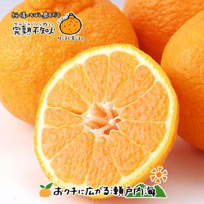 ふるさと納税 愛媛県 希望の島 完熟不知火 特選品 大玉 2kg 愛媛県松山市中島産