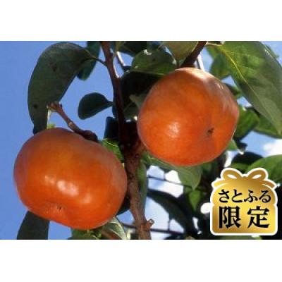 ふるさと納税 本巣市 [さとふる限定]早秋柿 3Lサイズ 10個入り くどみフルーツ農園