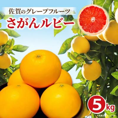 ふるさと納税 多久市 さがんルビー 約5kg(グレープフルーツ)(多久市)