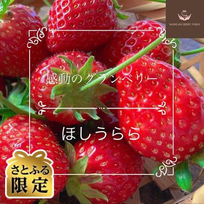 ふるさと納税 桑名市 [さとふる限定][2027年発送先行予約]完熟いちご「グランベリー」品種:ほしうらら 2パック