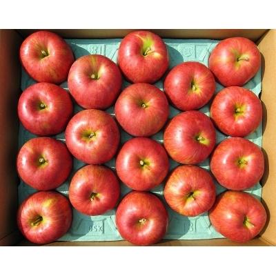 ふるさと納税 寒河江市 りんご 5kg「サンふじ」 秀品 (16〜18玉) 《家庭用》 010-B05‐11中下|y-sf|02