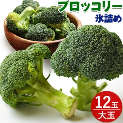 ふるさと納税 当別町 [2026年先行受付]氷詰めブロッコリー縦置き12玉 北海道