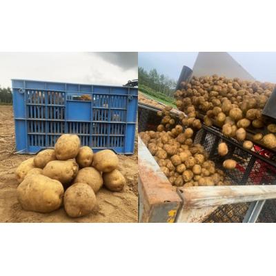 ふるさと納税 京極町 北海道産じゃがいも(男爵) 約10kg・北海道産
