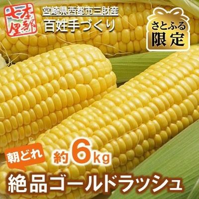 ふるさと納税 西都市 朝採れ[本部七厘本舗]絶品ゴールドラッシュ 約6kg[先行受付][さとふる限定][1294]