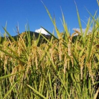 ふるさと納税 宍粟市 【令和7年産】しそうのおいしい お米 キヌヒカリ 玄米 30kg I4の画像