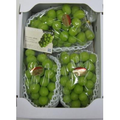 ダルマ　マスカット フルーツ ふるさと納税 多度津町 シャインマスカット 2kg【令和5年8月