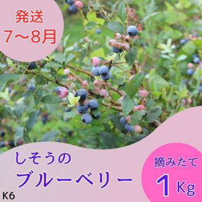 く日はお得 ふるさと納税 宍粟市 しそうのブルーベリーk6 Rmladv Com Br