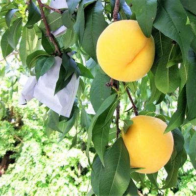 ふるさと納税 上山市 桃(黄金桃)2.5kg 特秀品 0047-2606の画像