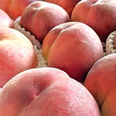 ふるさと納税 上山市 【フルーツ王国直送!】山形旬の桃 3kg(品種おまかせ)いずれか1品種 0033-2606の画像