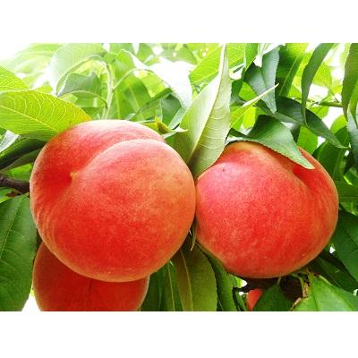 ふるさと納税 上山市 山形の旬の硬い桃(品種おまかせ)3kg 0017-2604の画像