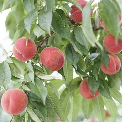 ふるさと納税 上山市 桃(あかつき)3kg ご家庭用 0055-2601の画像