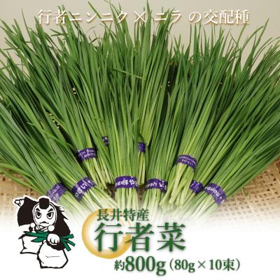 ふるさと納税 長井市 [2026年発送]長井特産行者菜約800g(80g×10束)_H100(R8)