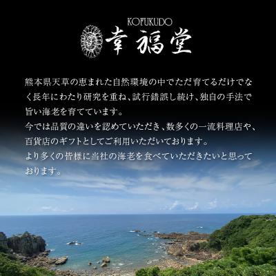 ふるさと納税 天草市 【指定日必須】【鮮度抜群】天草産・幸福堂の活き車えび『海老王』(370g)_S005-005｜y-sf｜02