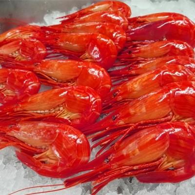 根室市 ふるさと納税 北海しまえび1kg 40 50尾 A Basketball Mk