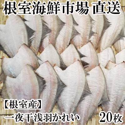 格安販売中 ふるさと納税 根室市 A 12 8まで年内配送 一夜干し浅羽かれい枚 根室市 ふるさと納税 その他鮮魚 魚介類 海産物