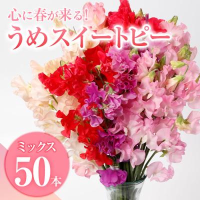 ふるさと納税 佐伯市 スイートピー ミックス (50本)