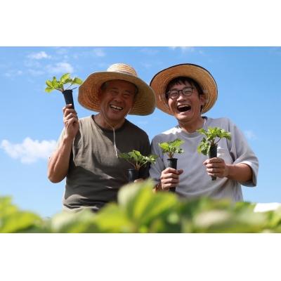 ふるさと納税 宗像市 桃のような苺!桃薫 200g×2パック_PA0048|y-sf|02