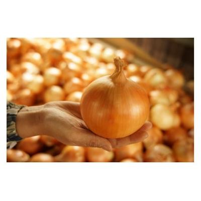 ふるさと納税 南あわじ市 ＼うまい玉ねぎできたでー/特別栽培玉ねぎ5kg〜ひょうご安心ブランド認証取得〜 ◆配送7月〜翌年1月の画像