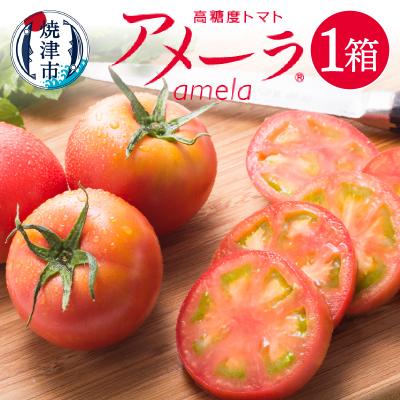 正規 値段 ふるさと納税 焼津市 アメーラ トマト 高糖度 トマト 産地 直送 化粧箱入 A10 371 埼玉激安 Superavila Com