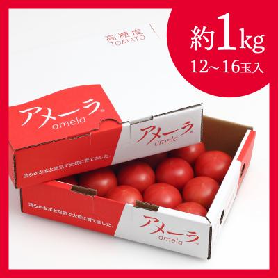 ふるさと納税 焼津市 アメーラ トマト 高糖度 トマト 産地 直送 化粧箱入(a10-371)｜y-sf｜04