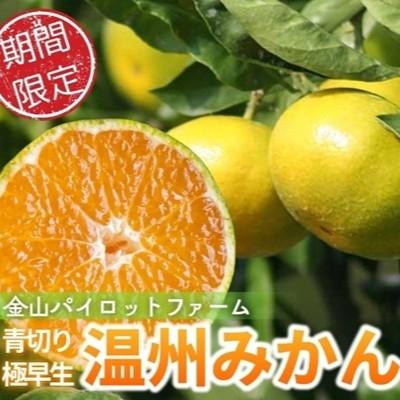 ふるさと納税 熊野市 [2026年9月下旬ごろから順次発送予定]金山パイロットファームの温州みかん5kg(極早生・青切り)