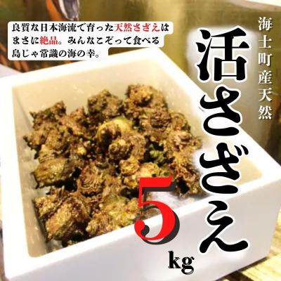 ふるさと納税 海士町 島獲れ 活さざえ 5kg 刺身