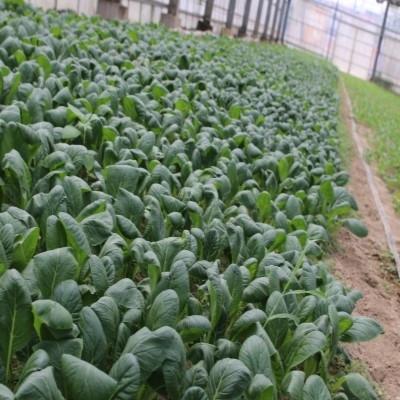【2021最新作】 ふるさと納税 三郷市 注目ブランドのギフト 有機栽培野菜詰め合わせ SA5