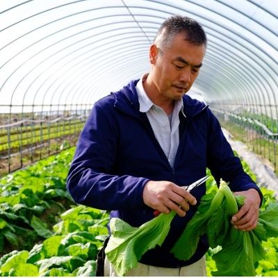 ふるさと納税 小郡市 国産アジア野菜の川辺農園 夏の「中華野菜」セット|y-sf|02