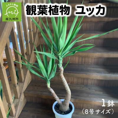 ふるさと納税 南九州市 観葉植物 1鉢 ユッカ 入園入学祝い 2021年新作