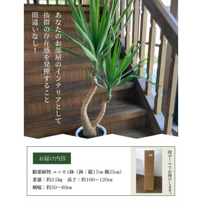 ふるさと納税 南九州市 観葉植物 ユッカ 1鉢 