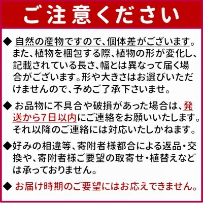 ふるさと納税 南九州市 観葉植物 ユッカ 1鉢 