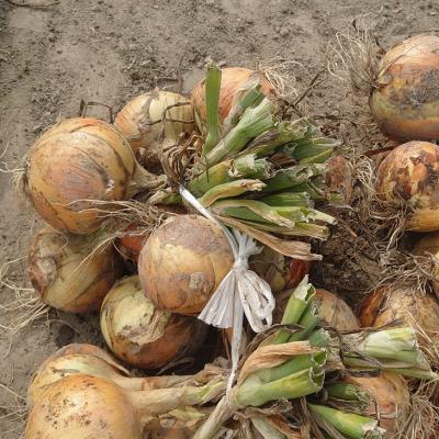 ふるさと納税 南あわじ市 淡路島産玉ねぎ10kg ◆配送7月中旬〜の画像