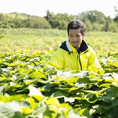 ふるさと納税 加西市 〔黒麹仕込〕本格芋焼酎　根日女の雫　720ml×6本[No5698-0643] 