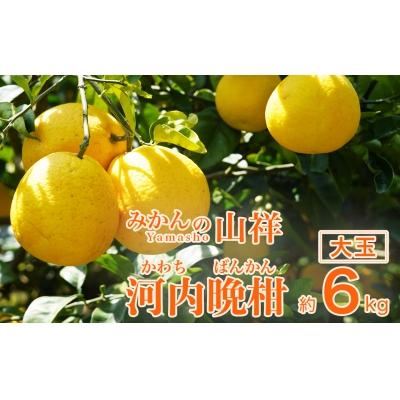ふるさと納税 愛南町 数量限定 先行予約 贈答用 河内晩柑 大玉 6kg 2Lサイズ 以上 みかん の山祥 愛南町 愛媛県