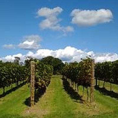 限定品 ふるさと納税 釧路市 天空の里 光姫 阿寒産ぶどうジュース ふるさと納税 ジュース F4F-0986 【7555919096】(27540円)