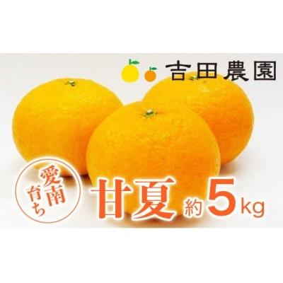 ふるさと納税 愛南町 数量限定 先行受付 甘夏 5kg みかん あまなつ 柑橘 蜜柑 吉田農園 愛南町 愛媛県