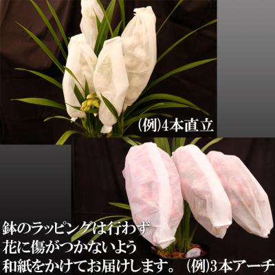 【新商品】 ふるさと納税 小郡市 草場農園 洋ラン シンビジウム (2本立て) アーチタイプ 【1928578112】(12350円)