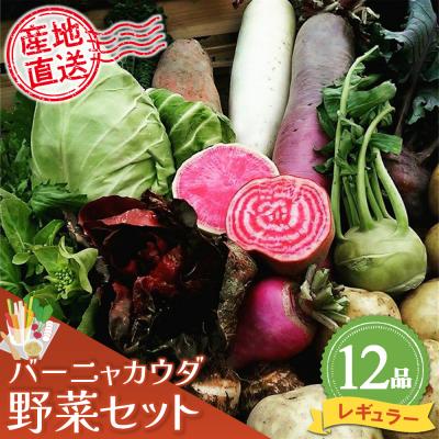 ふるさと納税 神埼市 バーニャカウダ野菜セットレギュラー 12品 (H078117)