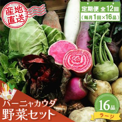 ふるさと納税 神埼市 年間定期便12回 バーニャカウダ野菜セットラージ 16品 (H078122)
