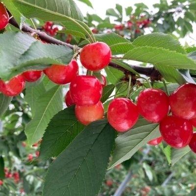 ふるさと納税 福島市 フルーツ4品定期便 お礼品詳細 さくらんぼ もも シャインマスカット りんご 22年発送no 1614 さくらんぼ もも シャインマスカット りんご 22年発送no 16 ふるさと納税 さくらんぼ もも シャインマスカット りんご 22年発送no 1614