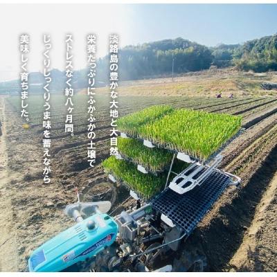 ふるさと納税 淡路市 【新たまねぎ】淡路島たまねぎ(10キロ)【発送時期5月頃】　aa28009