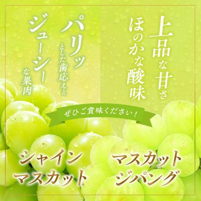 ふるさと納税 赤磐市 シャインマスカット 1房 マスカットジパング 1房 各約700g 贈答箱[NO5765-0696]の画像